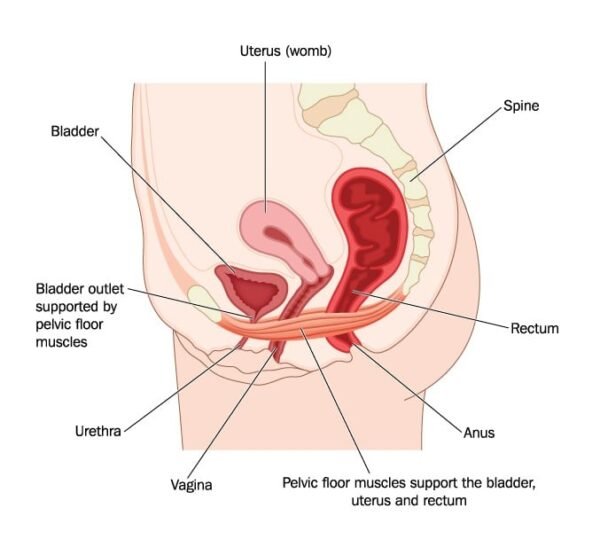 Woman performing a pelvic floor exercise